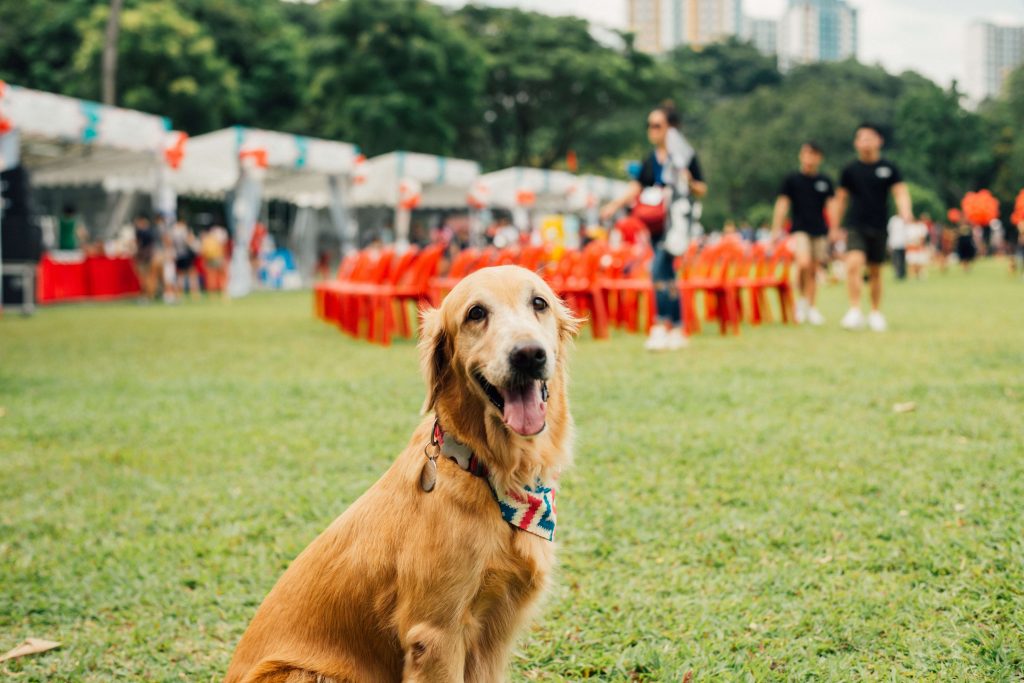 A tan dog is sitting at a public pet event