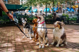 Four dogs on a leash in a public park