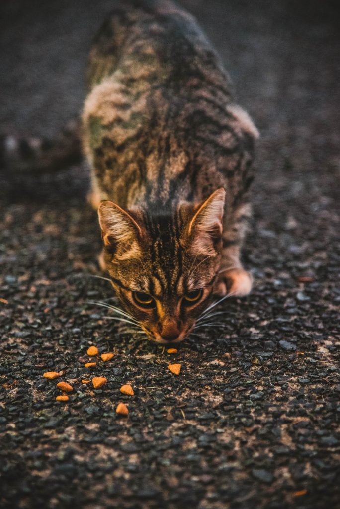 stray cat with treats given to it by a nonprofit animal rescue